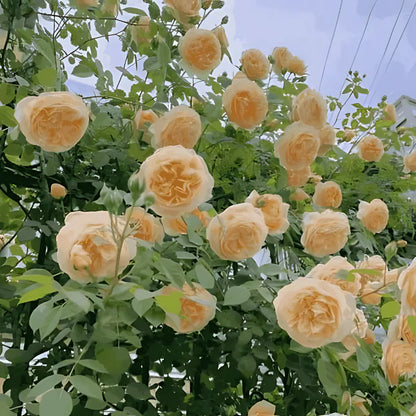 🌹 Elegant Climbing Rose Flower Seeds – Let Nature’s Art Bloom in Your Home 🌿 🔥BUY 1 GET 1 FREE🔥