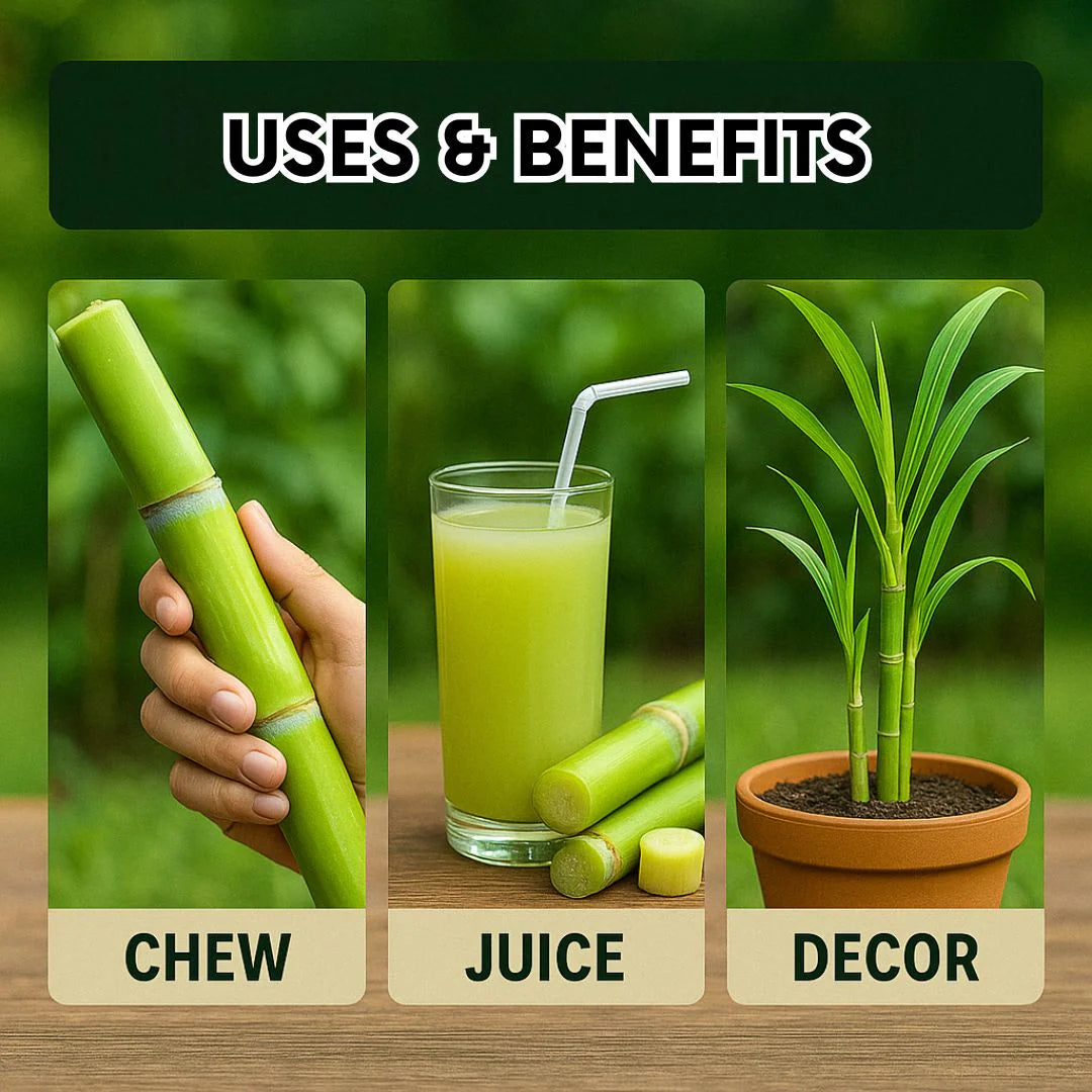 Green-Skinned Mini Sugarcane Seeds