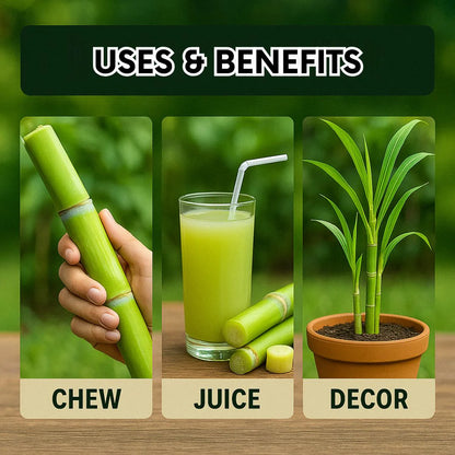 Green-Skinned Mini Sugarcane Seeds