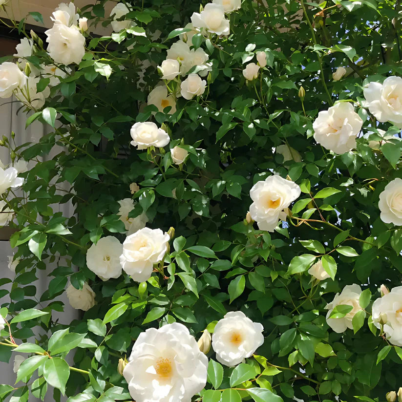 🌹 Elegant Climbing Rose Flower Seeds – Let Nature’s Art Bloom in Your Home 🌿 🔥BUY 1 GET 1 FREE🔥
