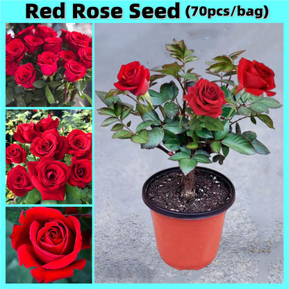 🌹 Elegant Climbing Rose Flower Seeds – Let Nature’s Art Bloom in Your Home 🌿 🔥BUY 1 GET 1 FREE🔥