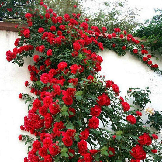 🌹 Elegant Climbing Rose Flower Seeds – Let Nature’s Art Bloom in Your Home 🌿 🔥BUY 1 GET 1 FREE🔥