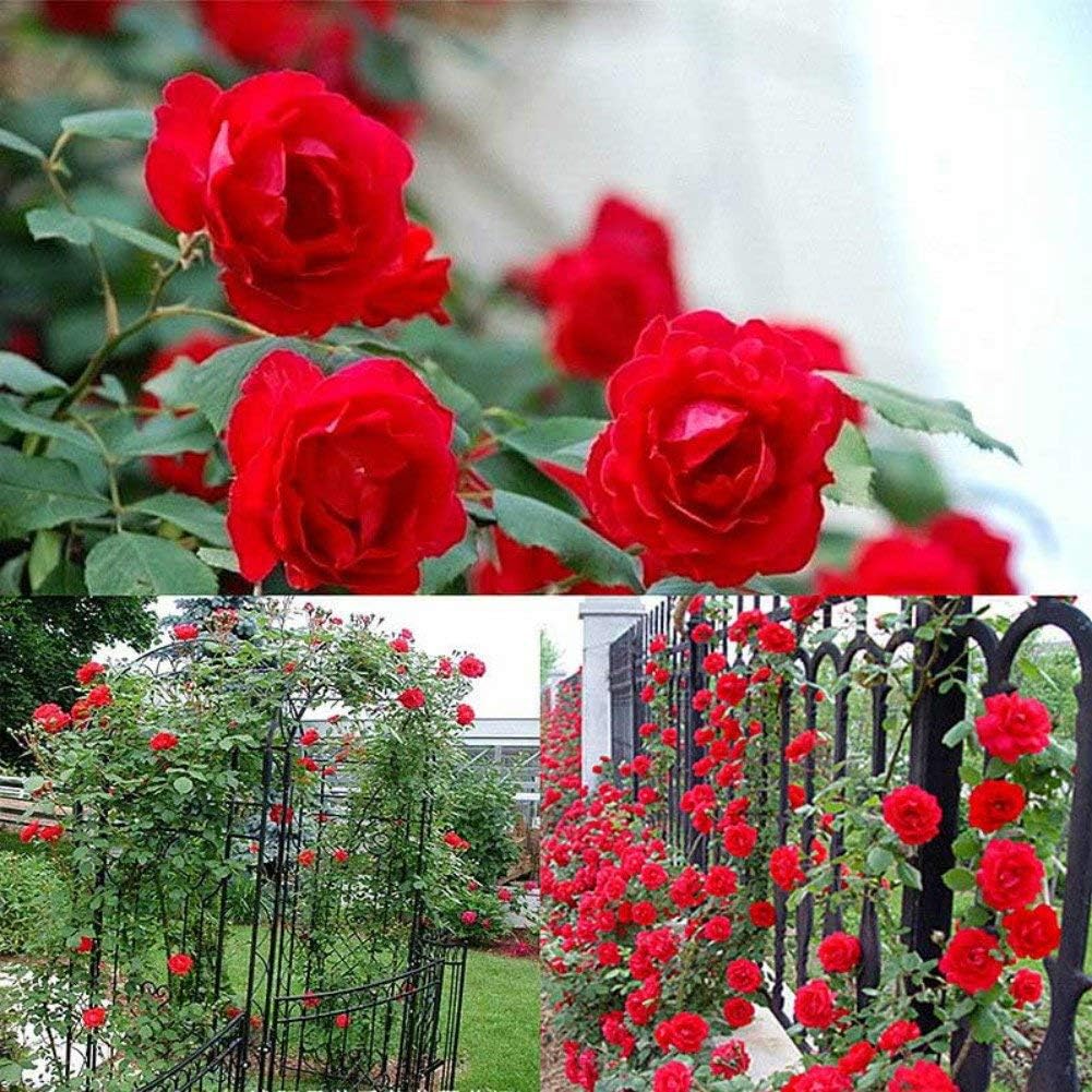 🌹 Elegant Climbing Rose Flower Seeds – Let Nature’s Art Bloom in Your Home 🌿 🔥BUY 1 GET 1 FREE🔥