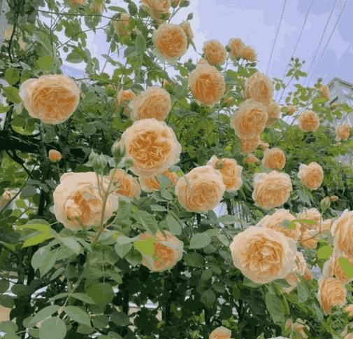 🌹 Elegant Climbing Rose Flower Seeds – Let Nature’s Art Bloom in Your Home 🌿 🔥BUY 1 GET 1 FREE🔥